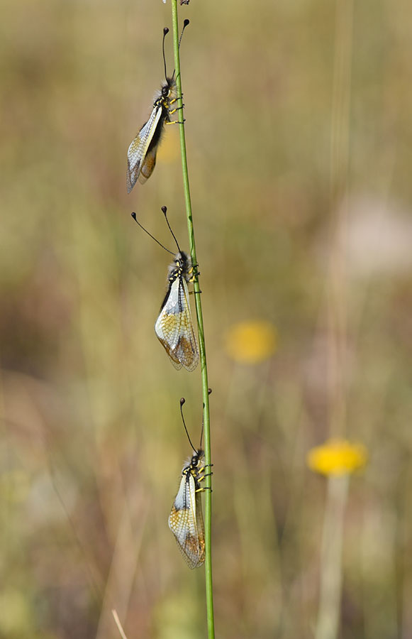Libelloides lacteus e Libelloides coccajus