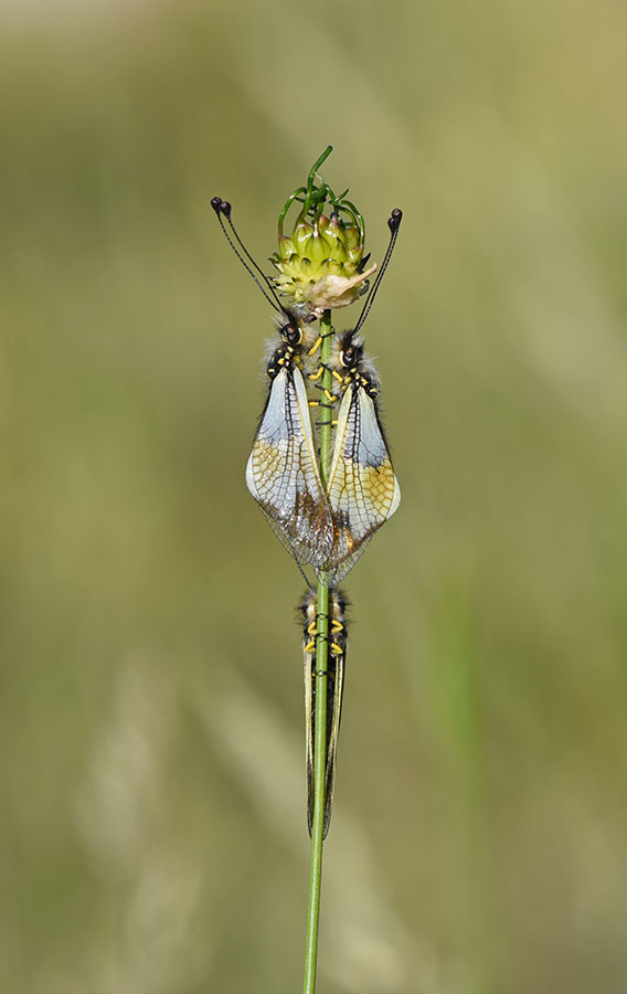 Libelloides lacteus e Libelloides coccajus
