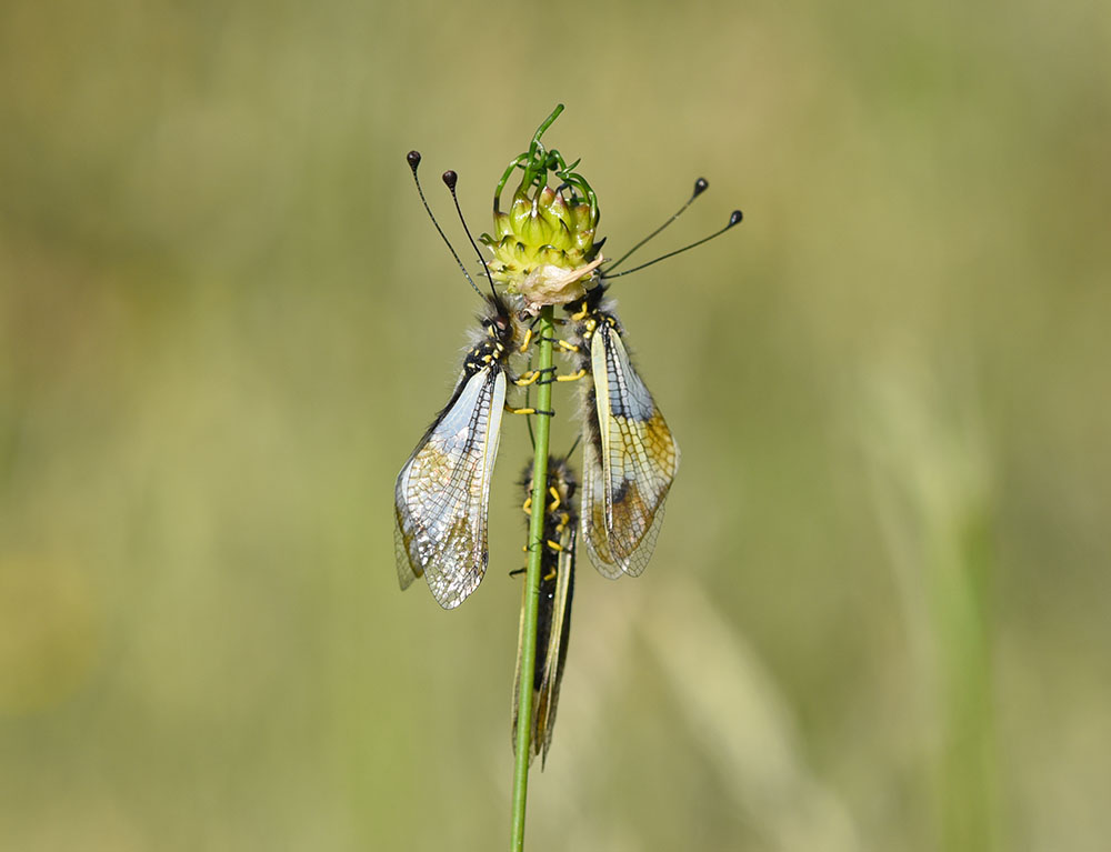 Libelloides lacteus e Libelloides coccajus