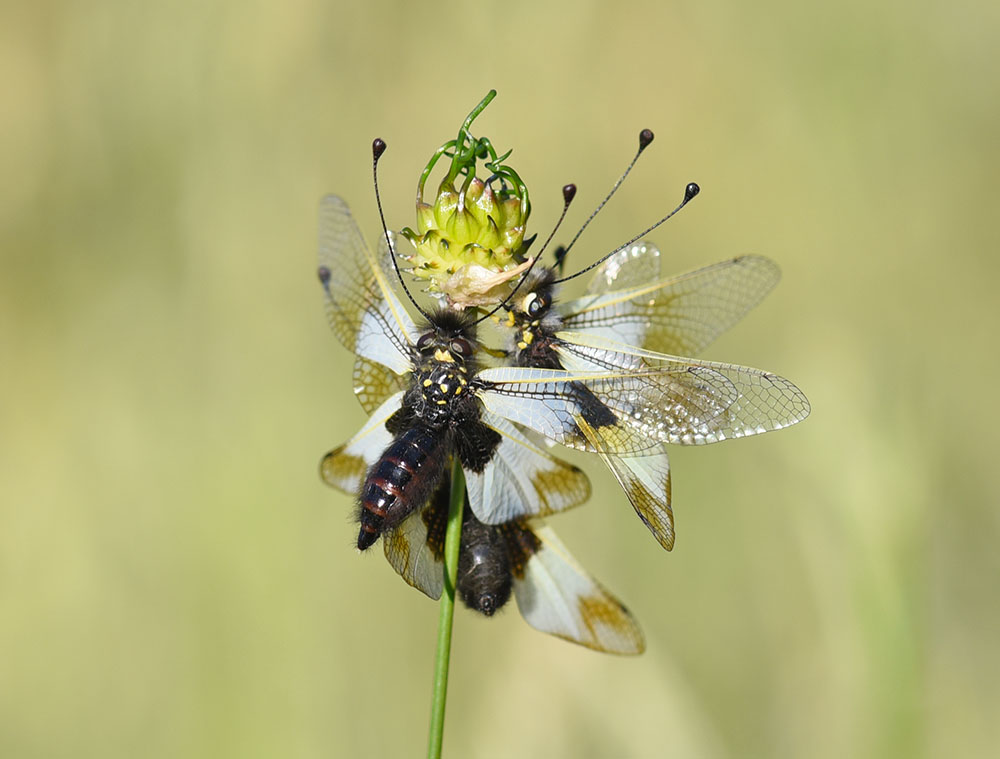 Libelloides lacteus e Libelloides coccajus