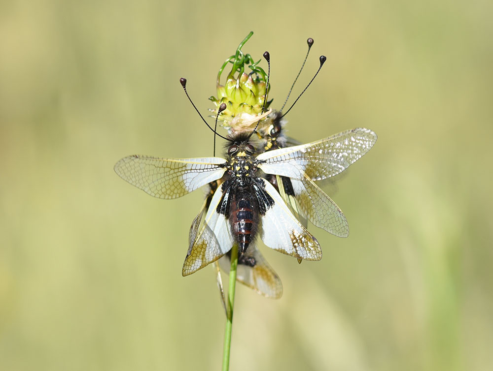 Libelloides lacteus e Libelloides coccajus
