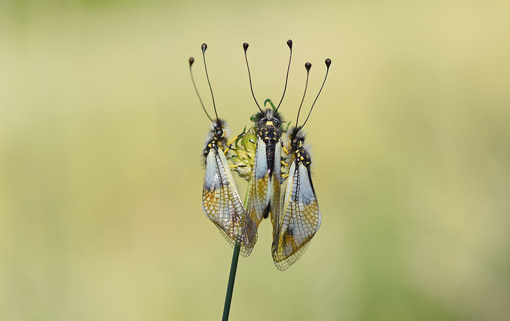 Libelloides lacteus e Libelloides coccajus