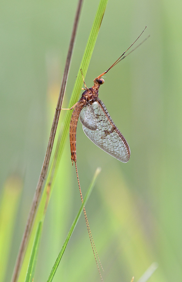 Ephemera danica?  No, Ephemera glaucops, maschi