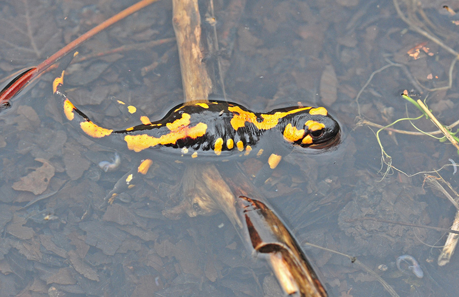 Parto di Salamandra pezzata