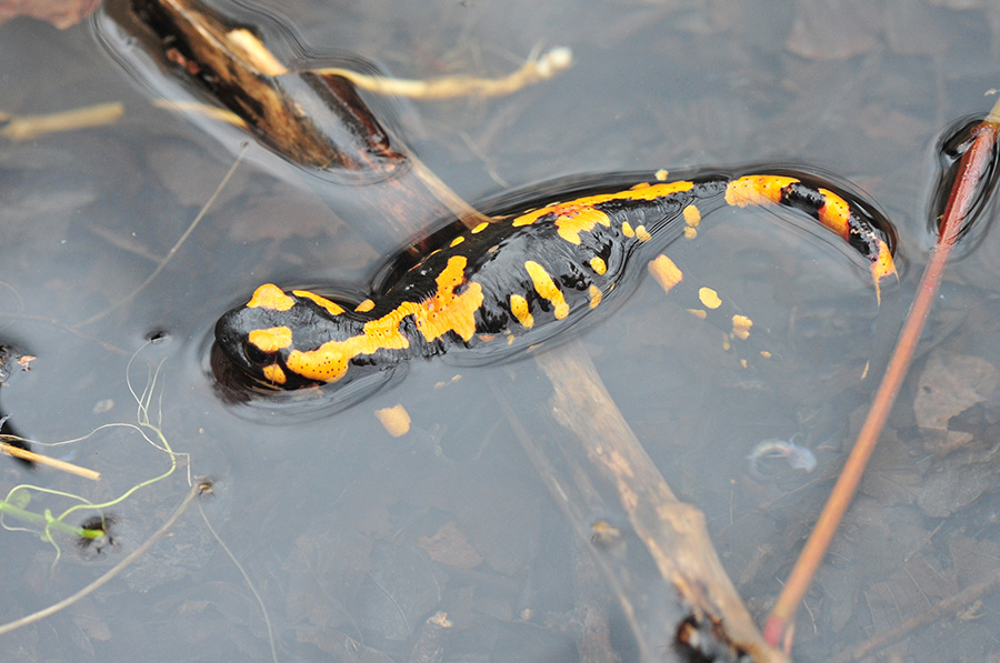 Parto di Salamandra pezzata