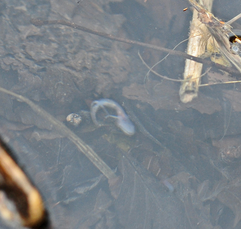 Parto di Salamandra pezzata