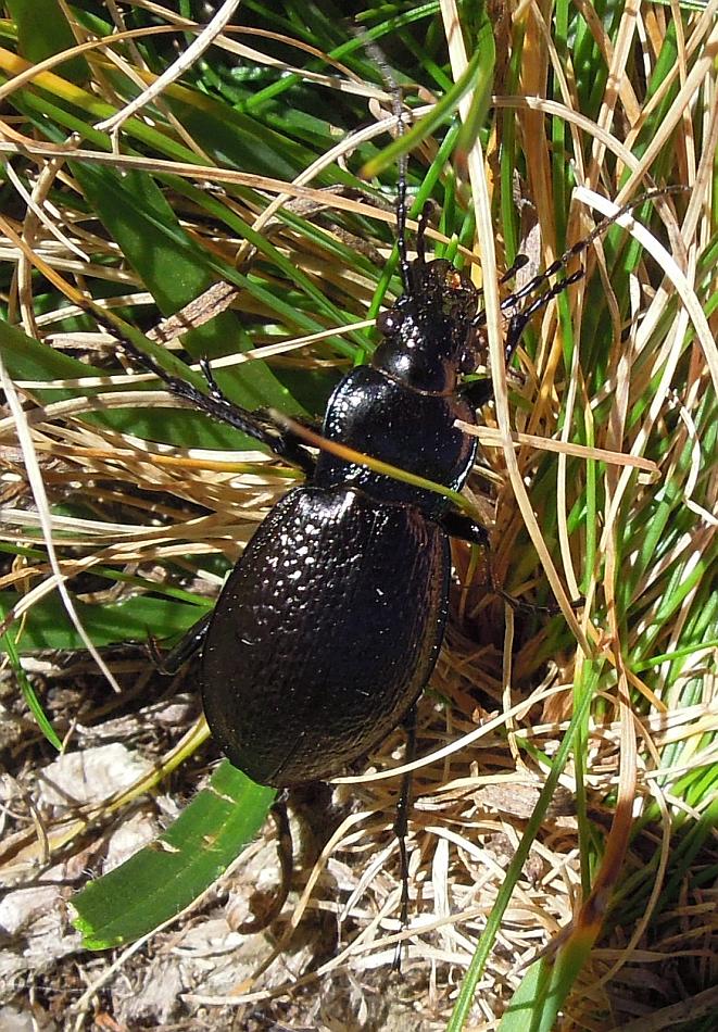 Carabide: Carabus rossii