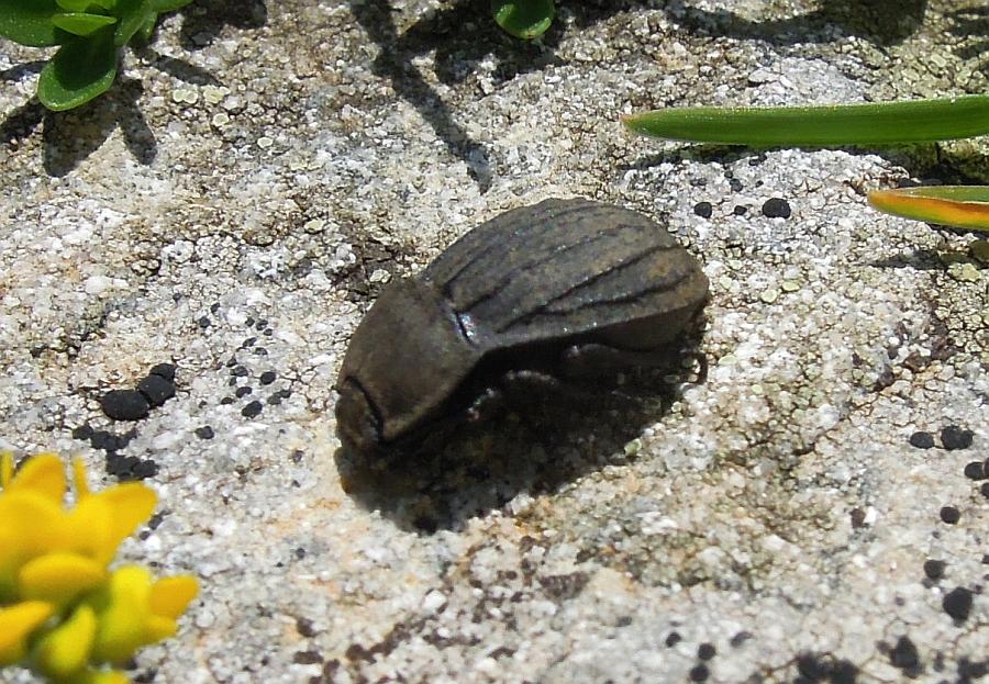 Tinebrionidae da det.