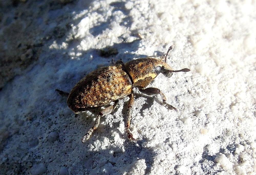 anthribidae? no , Pseudocleonus italicus (cf)