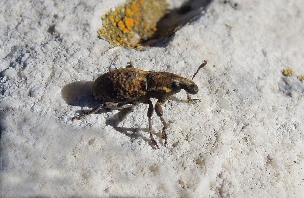 anthribidae? no , Pseudocleonus italicus (cf)