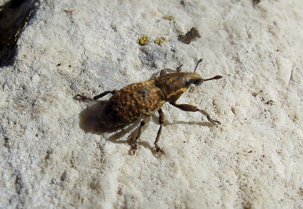 anthribidae? no , Pseudocleonus italicus (cf)
