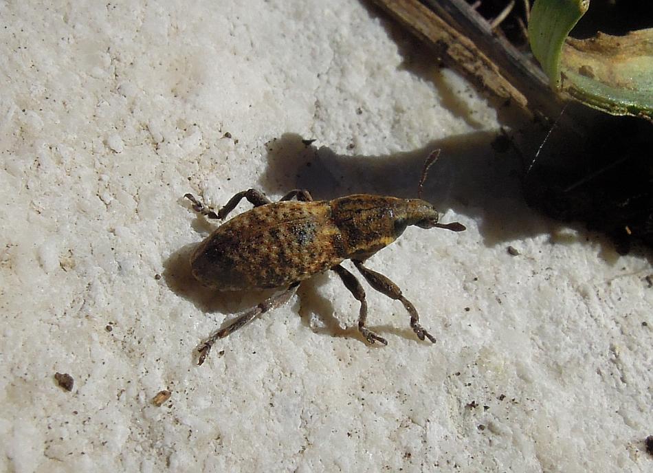 anthribidae? no , Pseudocleonus italicus (cf)