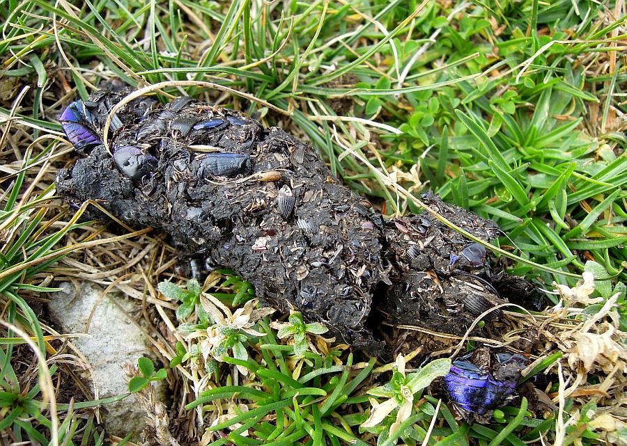 Il pasto dell''orso