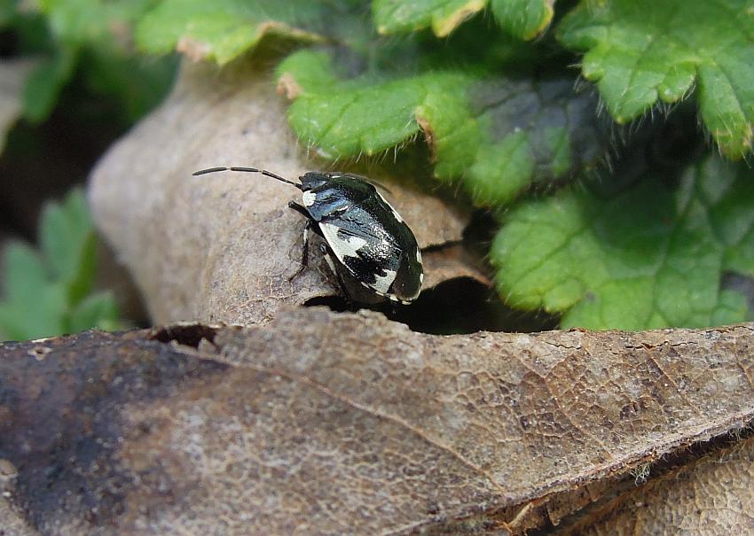 Cydnidae: Tritomegas rotundipennis dell''Abruzzo (AQ)