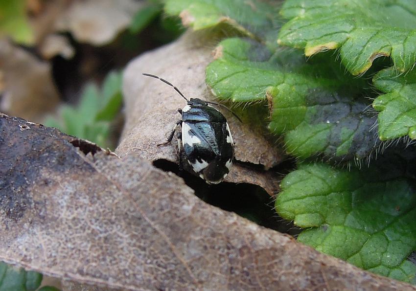 Cydnidae: Tritomegas rotundipennis dell''Abruzzo (AQ)