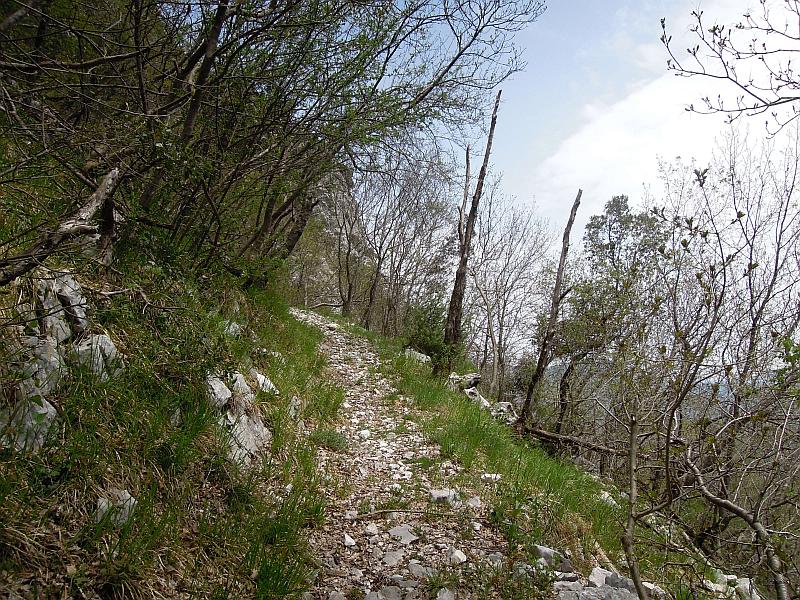 Viola ...... hymettia?