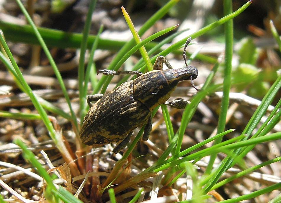 Pseudocleonus ....italicus?