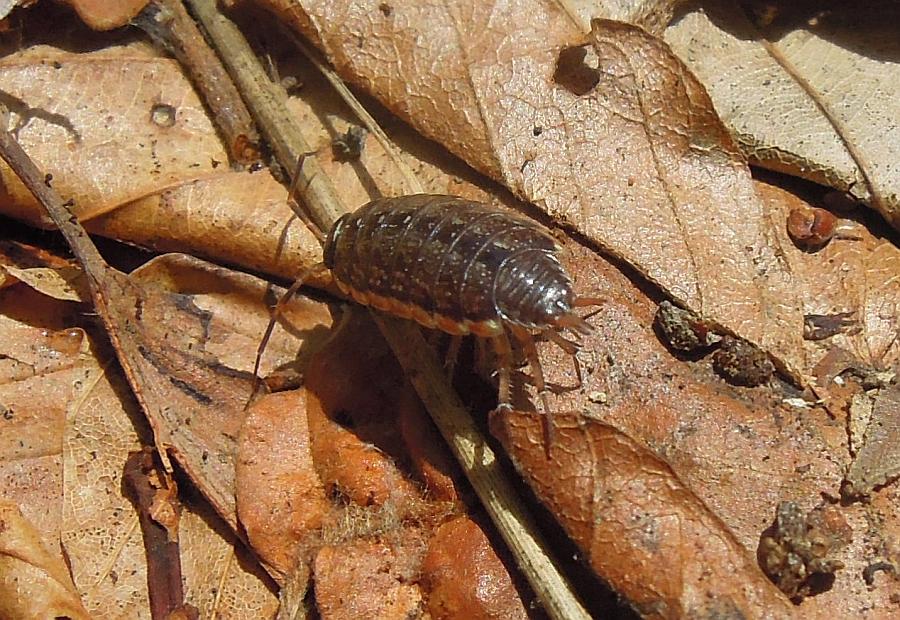 Philoscia cfr. muscorum dal PNALM