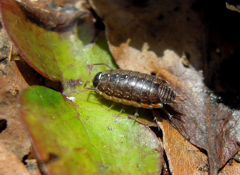 Philoscia cfr. muscorum dal PNALM