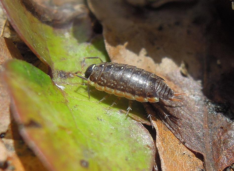 Philoscia cfr. muscorum dal PNALM