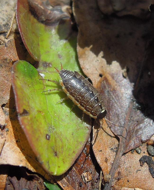 Philoscia cfr. muscorum dal PNALM