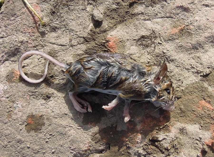 Apodemus sp. - Pizzone (IS)