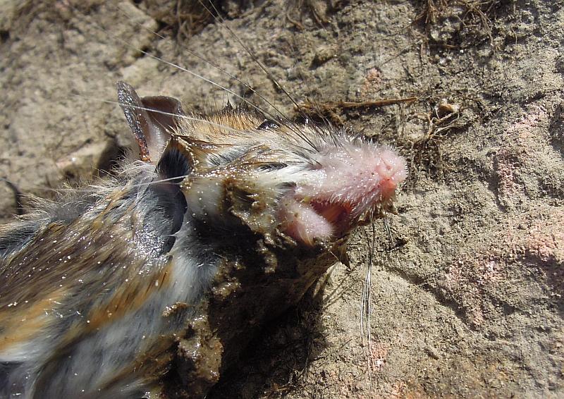 Apodemus sp. - Pizzone (IS)