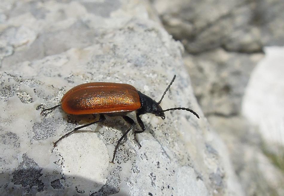 Da determinare: Omophlus?