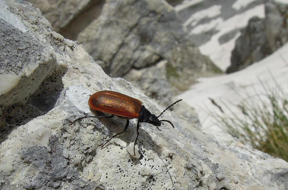 Da determinare: Omophlus?