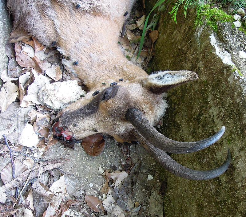 Camoscio d''Abruzzo Rupicapra pyrenaica ornata