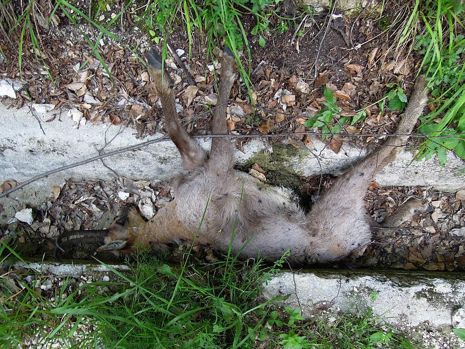 Camoscio d''Abruzzo Rupicapra pyrenaica ornata