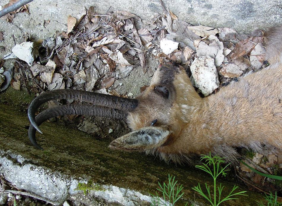 Camoscio d''Abruzzo Rupicapra pyrenaica ornata