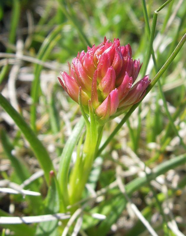 Nigritella widderi