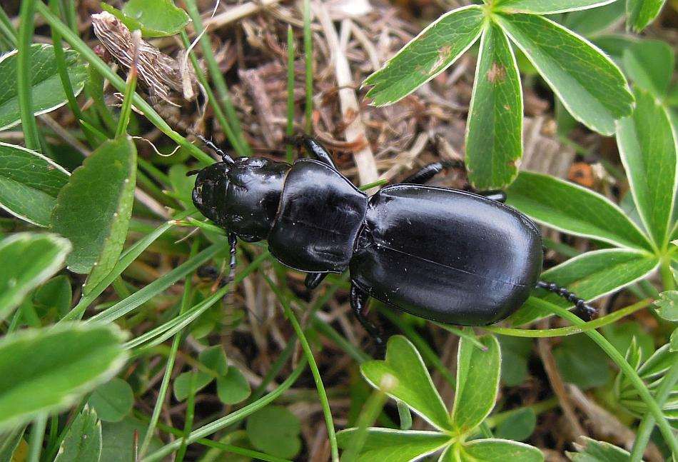 Da determinare: Percus dejeanii