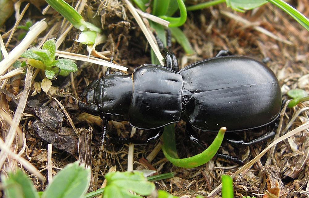 Da determinare: Percus dejeanii