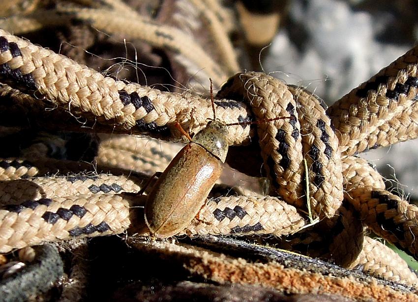 Dascillus sp. dall''Abruzzo
