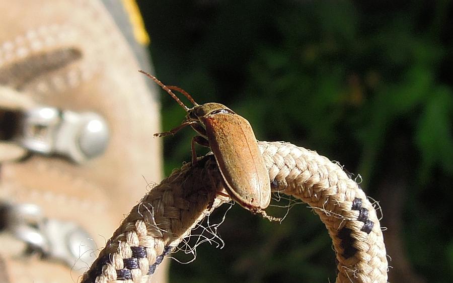 Dascillus sp. dall''Abruzzo