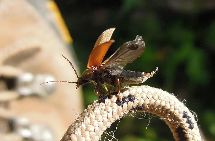 Dascillus sp. dall''Abruzzo