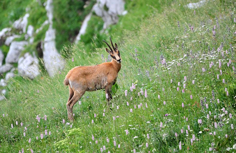 Camoscio d''Abruzzo Rupicapra pyrenaica ornata