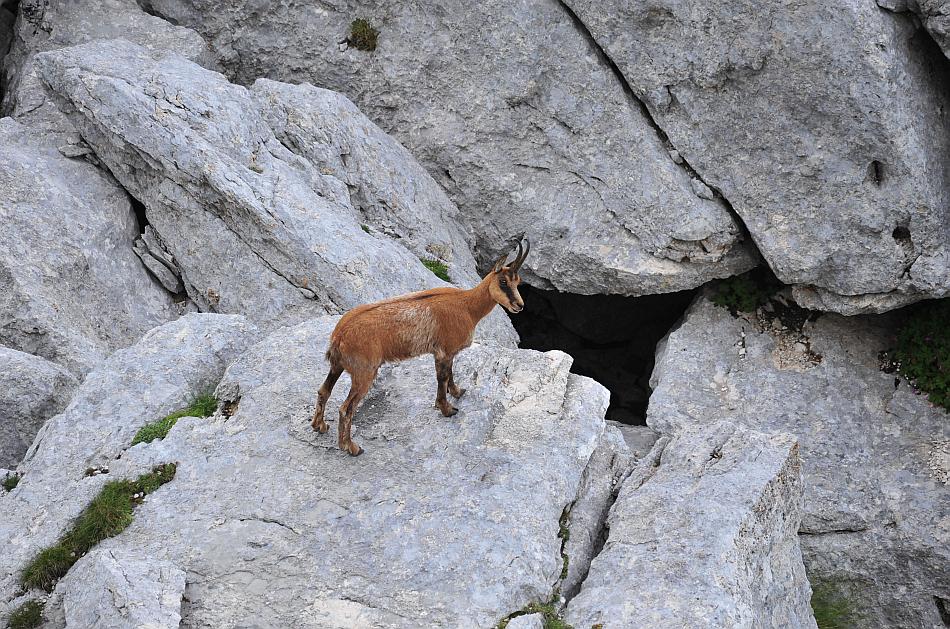Camoscio d''Abruzzo Rupicapra pyrenaica ornata