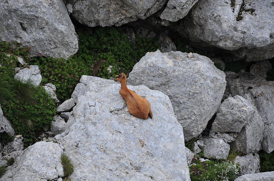 Camoscio d''Abruzzo Rupicapra pyrenaica ornata