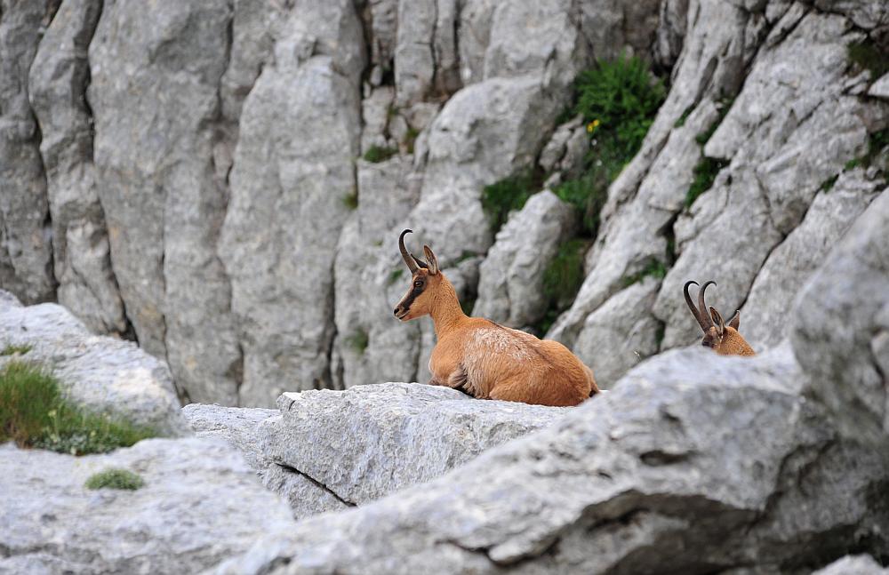 Camoscio d''Abruzzo Rupicapra pyrenaica ornata