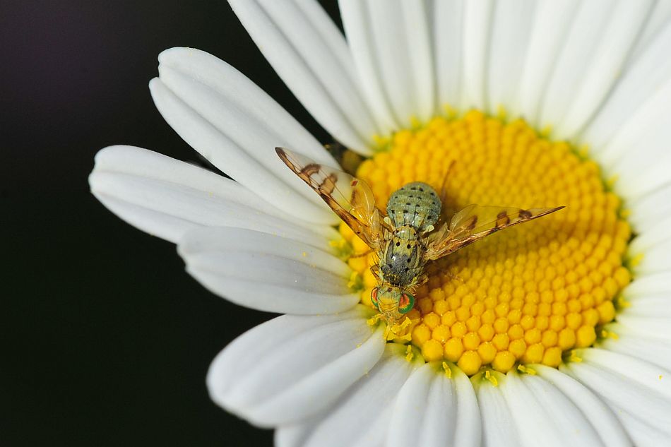 La vita in un fiore