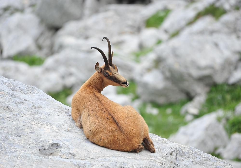 Camoscio d''Abruzzo Rupicapra pyrenaica ornata