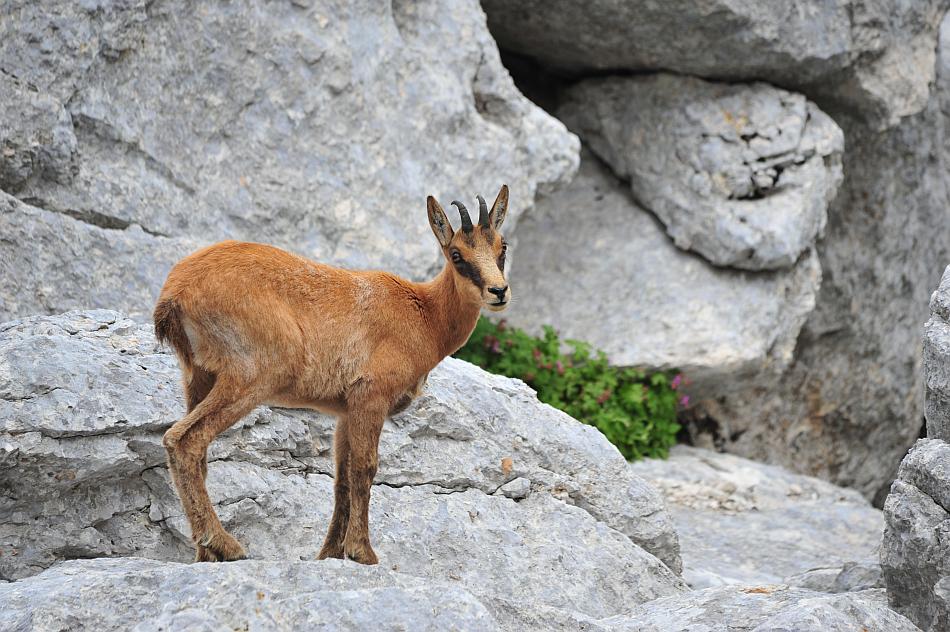 Camoscio d''Abruzzo Rupicapra pyrenaica ornata