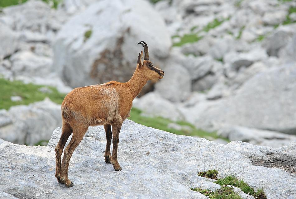 Camoscio d''Abruzzo Rupicapra pyrenaica ornata