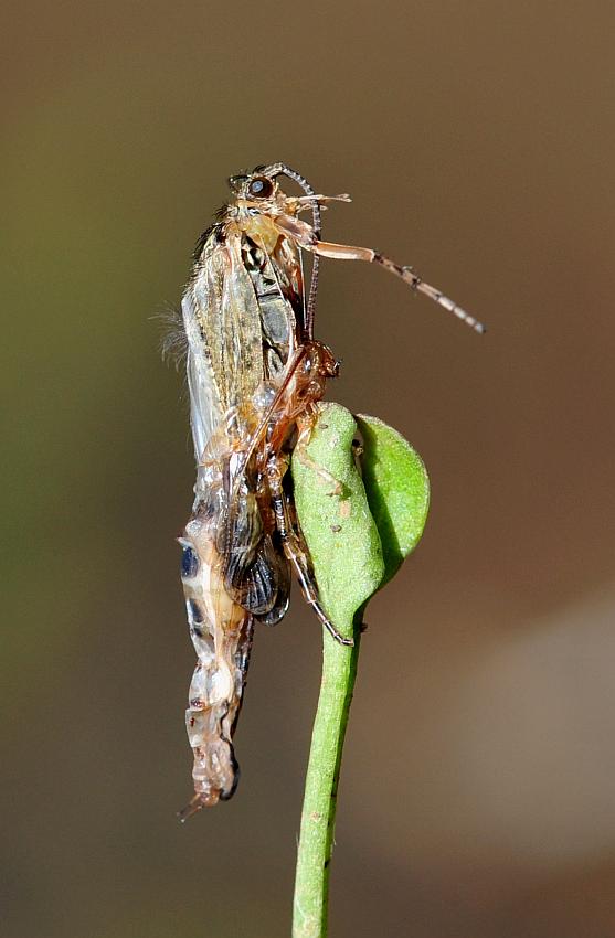 Larva da determinare