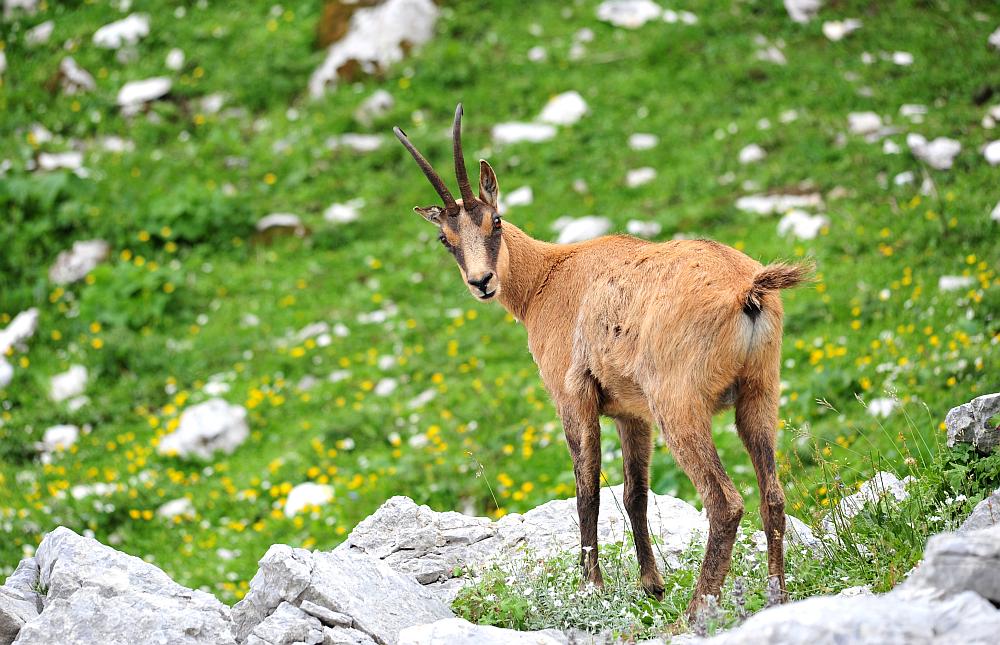 Camoscio d''Abruzzo Rupicapra pyrenaica ornata
