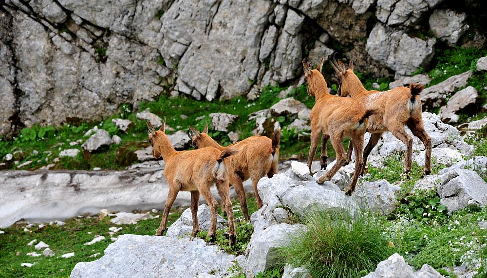 Camoscio d''Abruzzo Rupicapra pyrenaica ornata