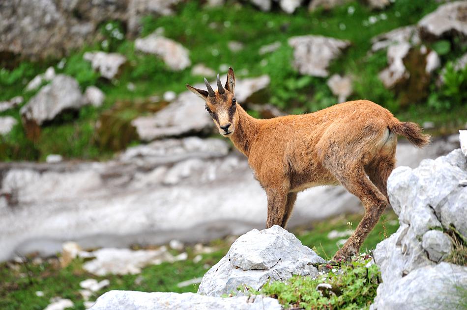 Camoscio d''Abruzzo Rupicapra pyrenaica ornata